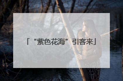 “紫色花海”引客来
