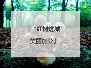 “红树进城” 美丽加分