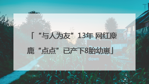 “与人为友”13年 网红麋鹿“点点”已产下8胎幼崽