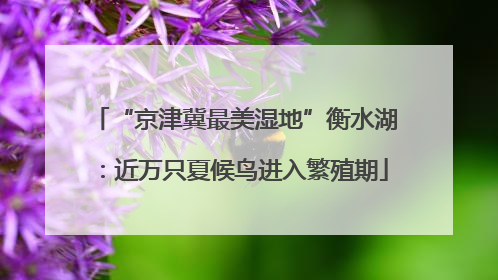 “京津冀最美湿地”衡水湖：近万只夏候鸟进入繁殖期