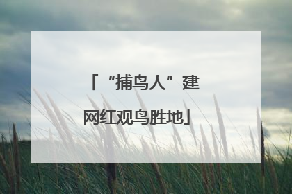“捕鸟人”建网红观鸟胜地