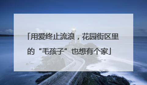 用爱终止流浪，花园街区里的“毛孩子”也想有个家