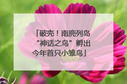破壳！南麂列岛“神话之鸟”孵出今年首只小雏鸟