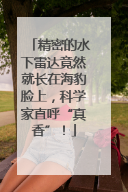 精密的水下雷达竟然就长在海豹脸上，科学家直呼“真香”！