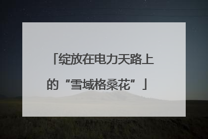 绽放在电力天路上的“雪域格桑花”