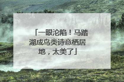 一眼沦陷！马踏湖成鸟类诗意栖居地，太美了