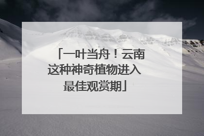 一叶当舟！云南这种神奇植物进入最佳观赏期