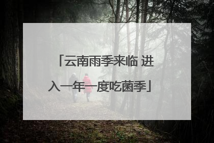 云南雨季来临 进入一年一度吃菌季