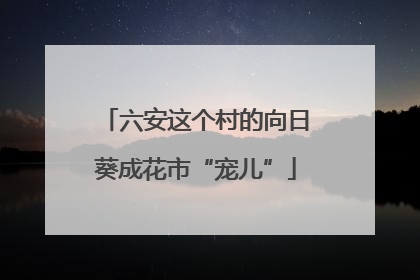 六安这个村的向日葵成花市“宠儿”