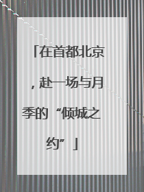 在首都北京，赴一场与月季的“倾城之约”