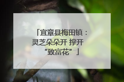 宜章县梅田镇：灵芝朵朵开 撑开“致富花”