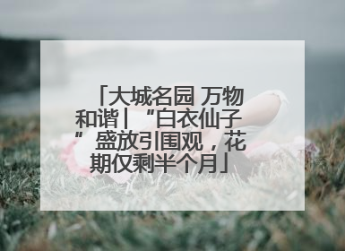 大城名园 万物和谐│“白衣仙子”盛放引围观，花期仅剩半个月