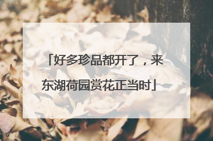 好多珍品都开了，来东湖荷园赏花正当时