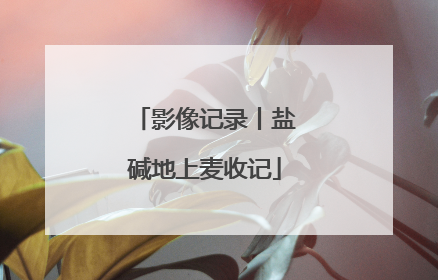 影像记录丨盐碱地上麦收记