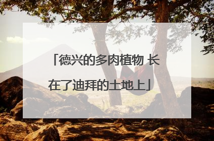 德兴的多肉植物 长在了迪拜的土地上