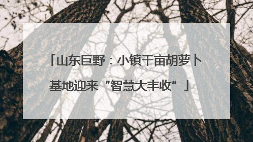 山东巨野：小镇千亩胡萝卜基地迎来“智慧大丰收”