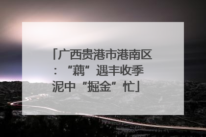 广西贵港市港南区：“藕”遇丰收季 泥中“掘金”忙