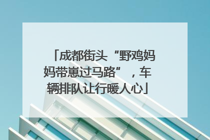 成都街头“野鸡妈妈带崽过马路”，车辆排队让行暖人心