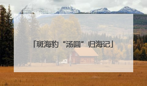 斑海豹“汤圆”归海记