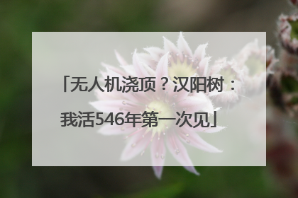 无人机浇顶？汉阳树：我活546年第一次见