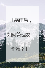 暴雨后，如何管理农作物？