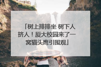 树上排排坐 树下人挤人！厦大校园来了一窝猫头鹰引围观