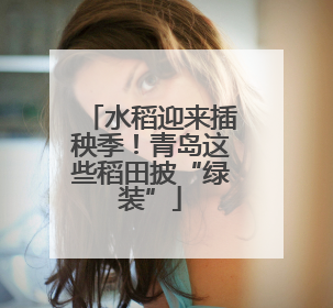 水稻迎来插秧季！青岛这些稻田披“绿装”