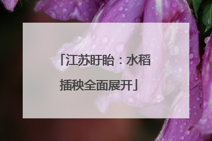 江苏盱眙：水稻插秧全面展开
