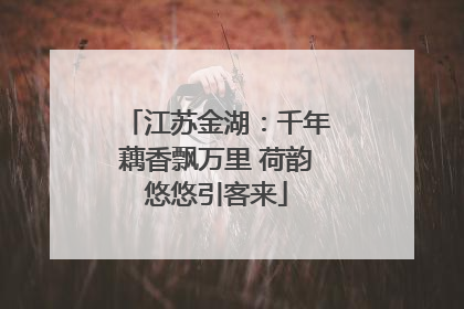 江苏金湖：千年藕香飘万里 荷韵悠悠引客来