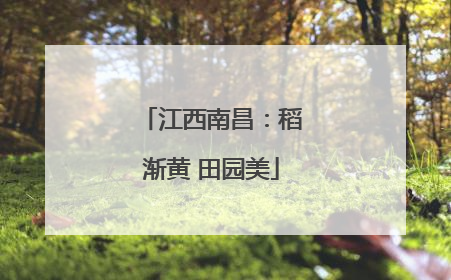 江西南昌：稻渐黄 田园美
