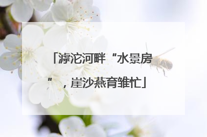 滹沱河畔“水景房”，崖沙燕育雏忙