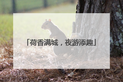 荷香满城，夜游添趣
