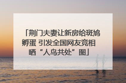 荆门夫妻让新房给斑鸠孵蛋 引发全国网友竞相晒“人鸟共处”图