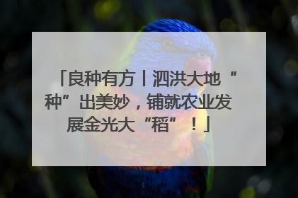 良种有方丨泗洪大地“种”出美妙，铺就农业发展金光大“稻”！