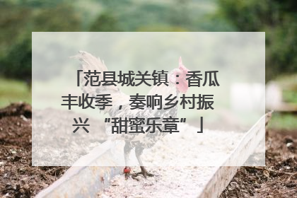 范县城关镇：香瓜丰收季，奏响乡村振兴 “甜蜜乐章”