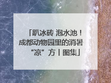 趴冰砖 泡水池！成都动物园里的消暑“凉”方丨图集