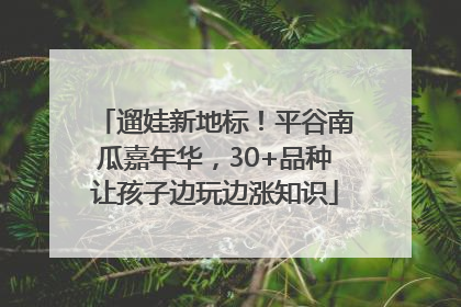遛娃新地标！平谷南瓜嘉年华，30+品种让孩子边玩边涨知识
