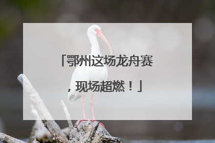鄂州这场龙舟赛，现场超燃！