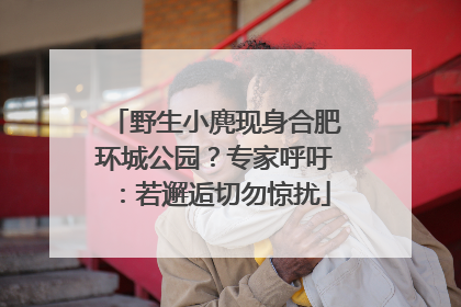 野生小麂现身合肥环城公园？专家呼吁：若邂逅切勿惊扰