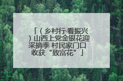 （乡村行·看振兴）山西上党金银花迎采摘季 村民家门口收获“致富花”